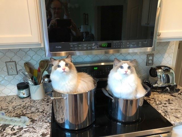 Julia Mattern's Cats sitting in stock pots on a stove